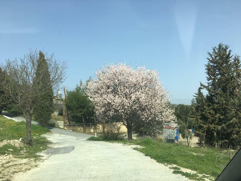 Vila Haven Lemesos Exteriér fotografie